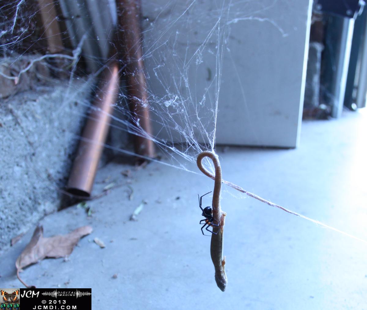 Black Widow vs (and EATS) Alligator Lizard
